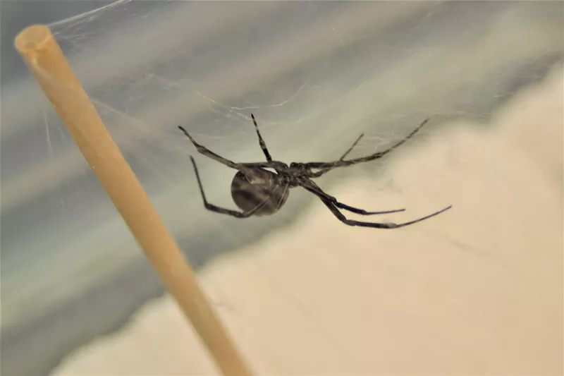 Image: A female black widow in the lab of Chad Johnson at Arizona State University.
