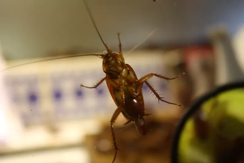 Image: Maricopa County health inspectors found some unwelcome guests at Phoenix restaurants in May.