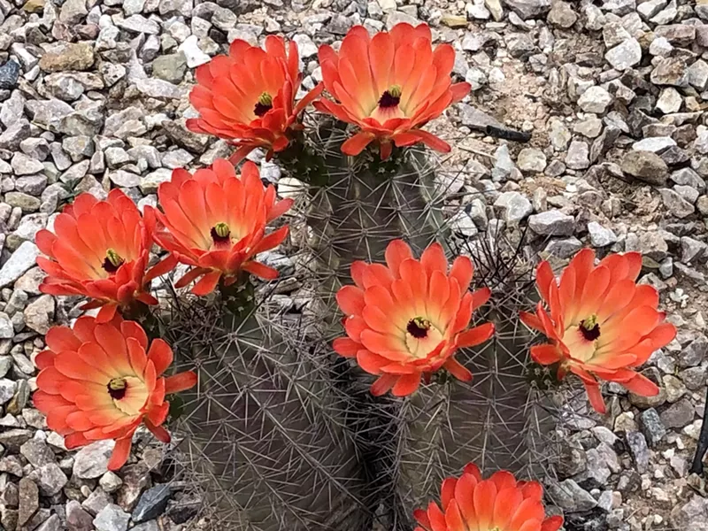 Image: Spring flowers bloom at the Desert Botanical Garden, one of the Phoenix attractions that participate in the Culture Pass program.