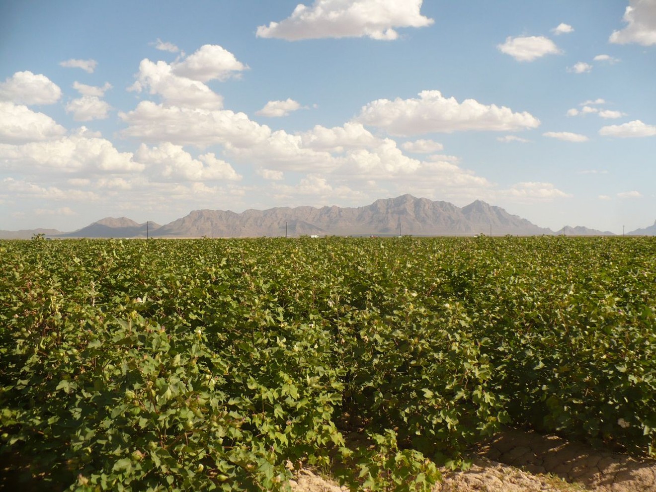 Fields of cotton in Pinal County, Arizona.