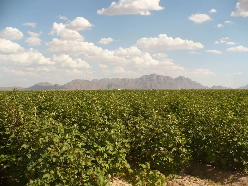Image: Fields of cotton in Pinal County, Arizona.