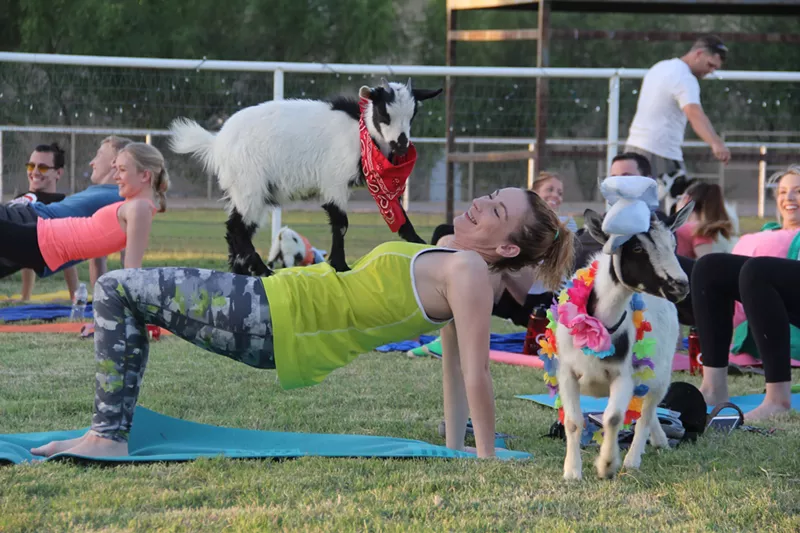 Image: A woman doing goat yoga.