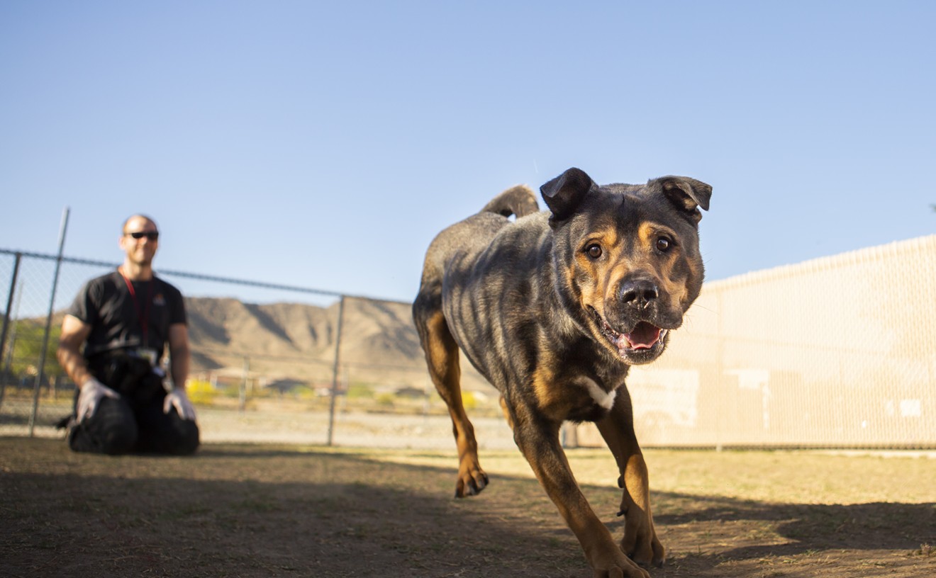 Dog days of summer: Pets, shelters struggle with Arizona’s extreme heat