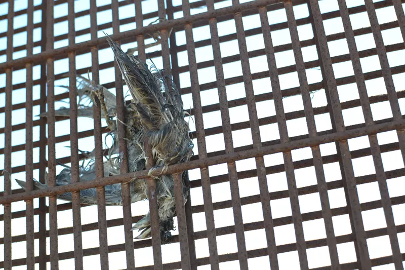 Image: A bird caught in the border wall along the Arizona-Mexico border.