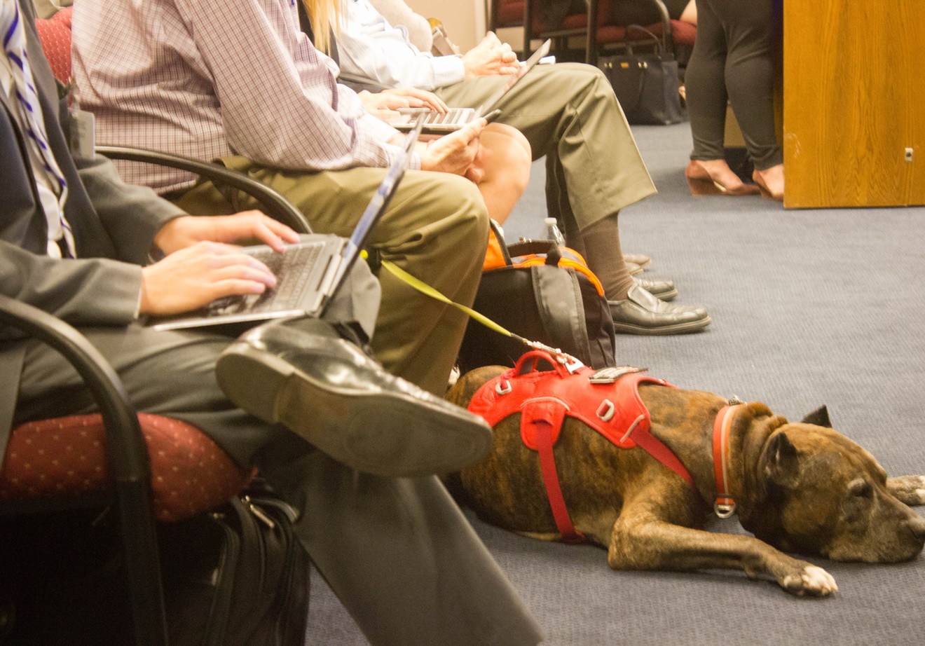 A service dog naps during Wednesday's Senate Government Committee hearing.