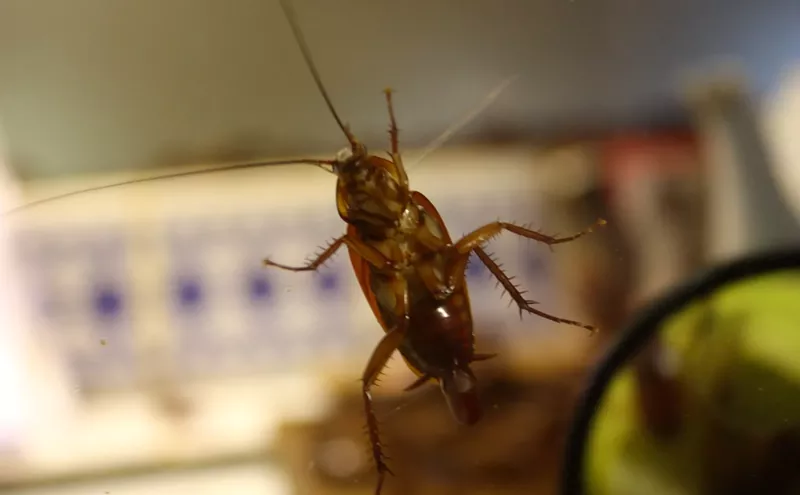 Image: Flies in the ice cream: The worst restaurant inspections in July