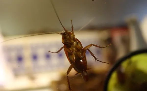 Image: Flies in the ice cream: The worst restaurant inspections in July