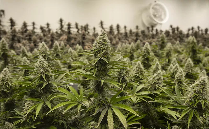 Image: Flower fungus? Arizona cannabis recalled over possible contamination