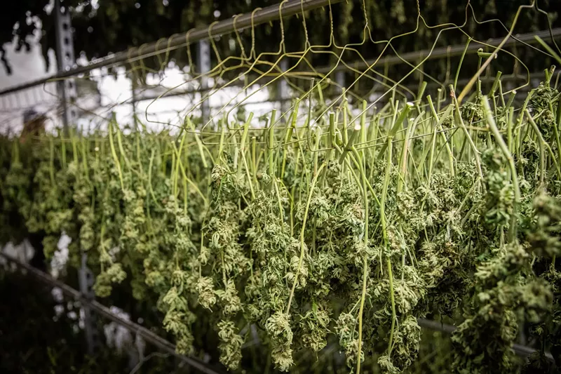 Image: Separated by strains, they dry to perfection.