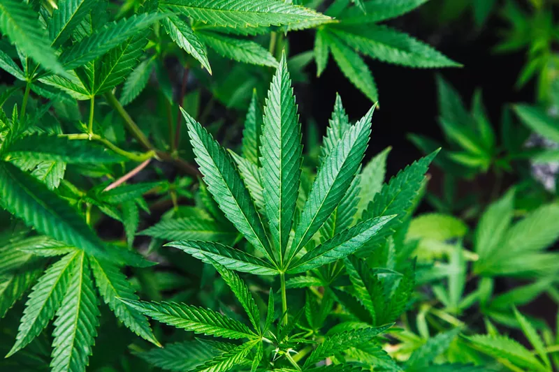 Image: Marijuana legalization possibly could be on the Arizona ballot again in 2020.