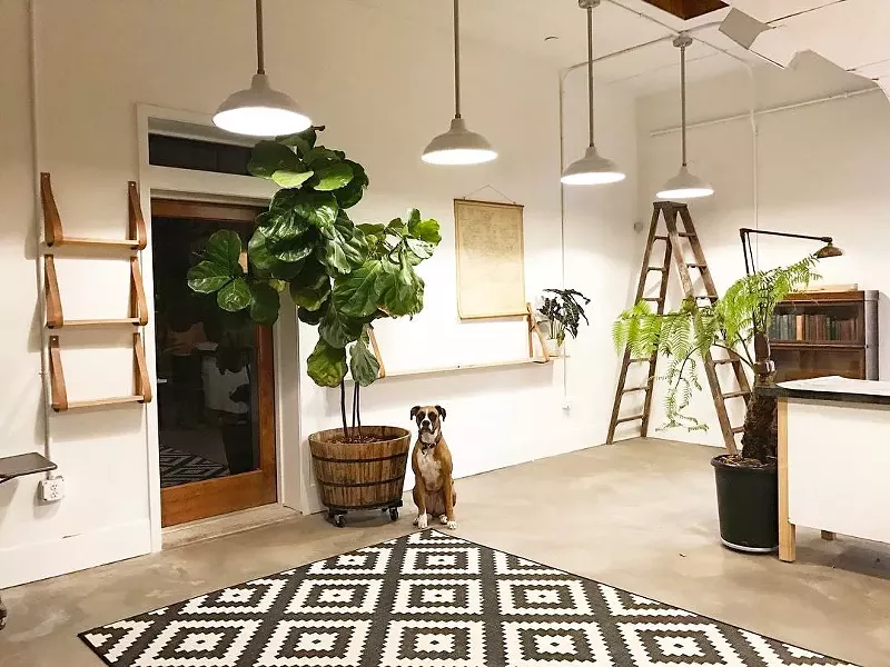 Image: A first look inside the second location for The Bosque, where a 14-foot pine has since been situated for added effect.