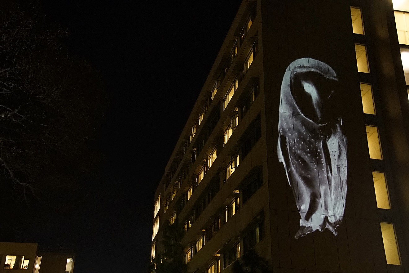 A barn owl projected on the UCLA campus, part of Animal Land by artists Lauren Strohacker and Kendra Sollars. Animal Land uses projected imagery to encourage dialogue about the displacement of wildlife.