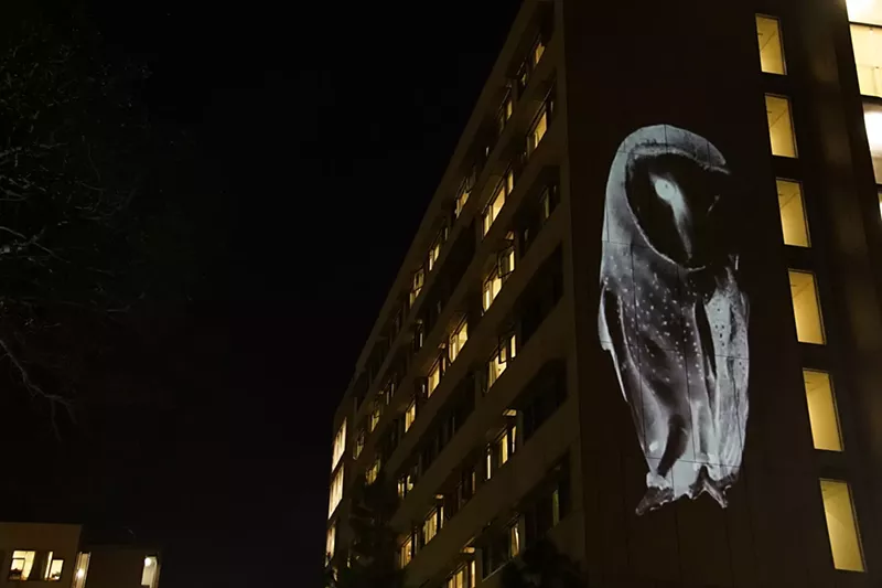 Image: A barn owl projected on the UCLA campus, part of Animal Land by artists Lauren Strohacker and Kendra Sollars. Animal Land uses projected imagery to encourage dialogue about the displacement of wildlife.