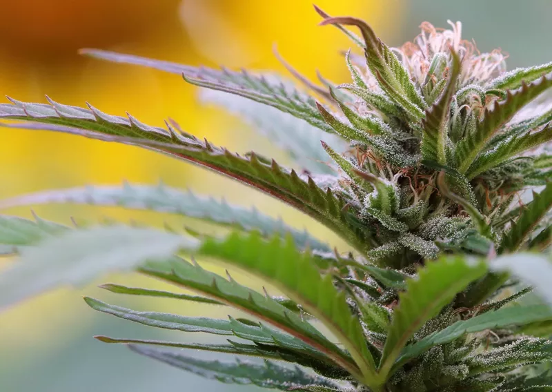 Image: Does this flower have pesticides and mold? Arizona is on its way to finding out.