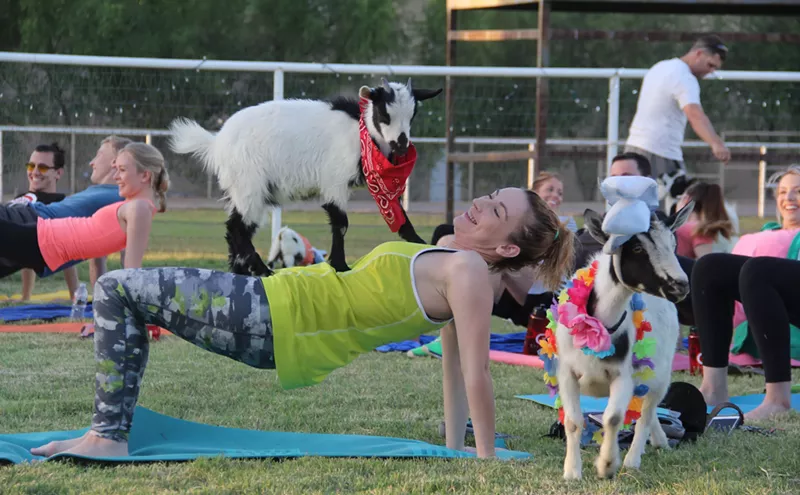 Image: I Tried Goat Yoga. Here's What I Learned