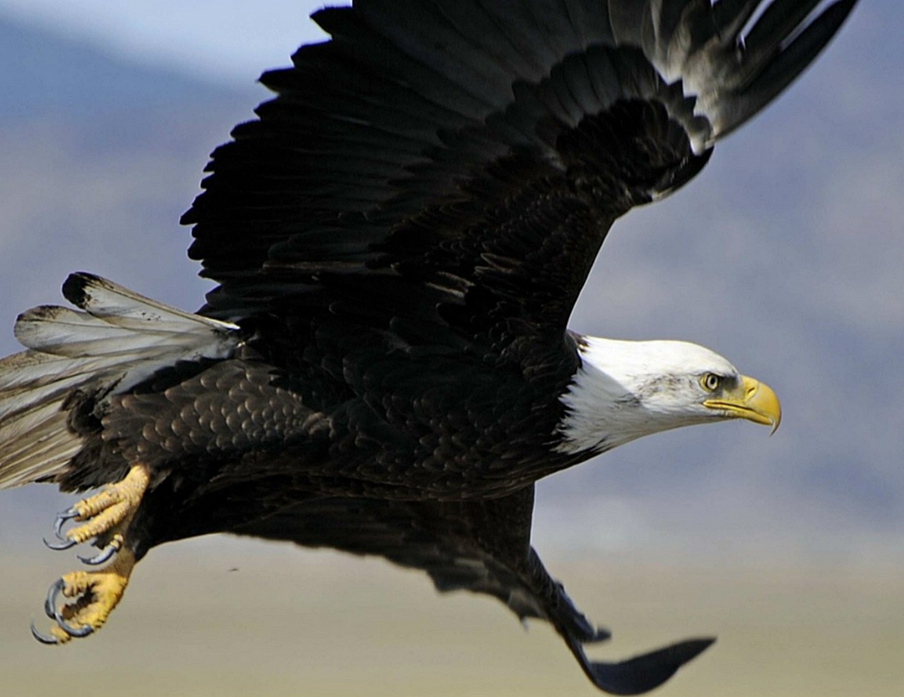 The bald eagle, one of the many species that benefited from the Endangered Species Act.