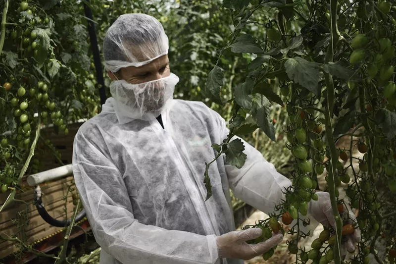 Image: A worker in the Graham County greenhouse owned by tomato grower NatureSweet.