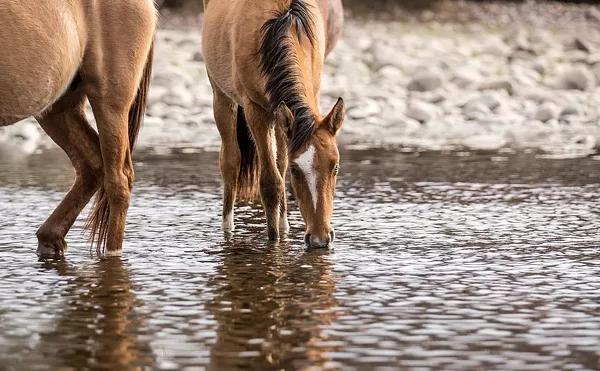 Image: Infighting fractures group vying to manage Salt River horses
