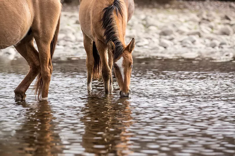 Image: a horse drinks from a river