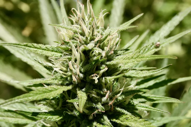 Image: A federal judge ruled in favor of a former Walmart employee who was fired after a drug test despite her medical-marijuana card.