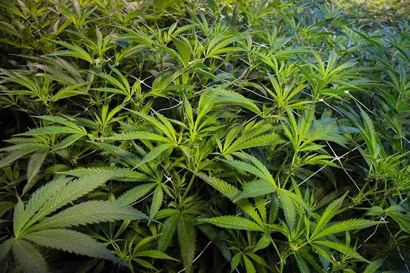 Image: Until Court of Appeals Judge Brian Furuya's May 30 ruling, it was unclear whether or not those convicted of possession of marijuana "for sale" were eligible for expungement.