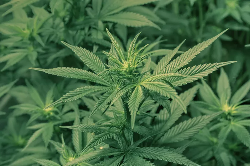 Image: Large-scale dispensary retailers are still the primary backers of Arizona's initiative to legalize cannabis, third-quarter campaign filings show.