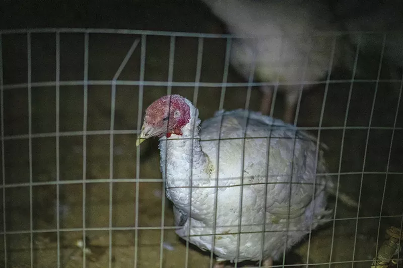 Image: Why would I meet my Thanksgiving turkey?