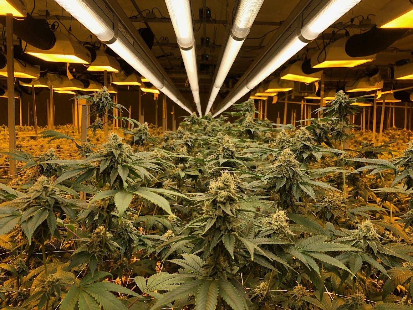 Every kilogram of grown cannabis costs an estimated average of $2,500 in energy consumption.