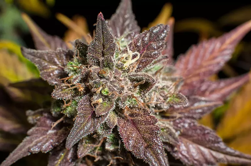 Image: The Arizona Supreme Court ruled on Tuesday that medical marijuana patients could legally possess and consume cannabis concentrates like infused foods, vape-pen cartridges, and shatter.