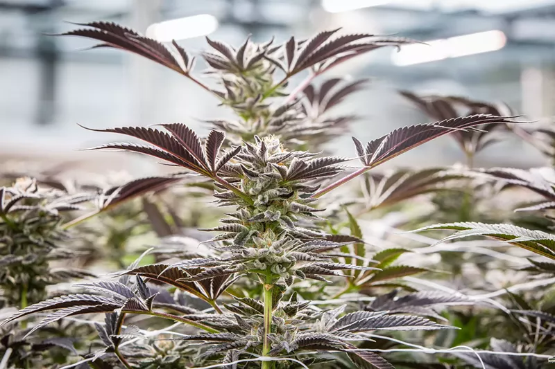 Image: A potential cannabis legalization measure for November's ballot has majority support among Republicans and people 50 and older, a new poll shows.