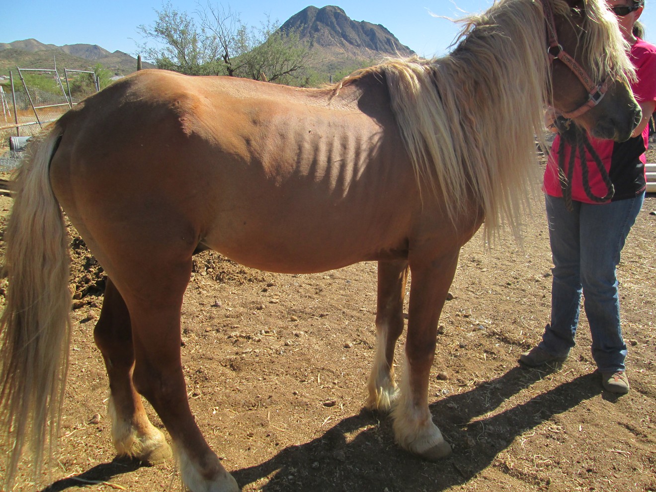 Maricopa County Sheriff's Office officials seized eight horses, five dogs, one foal, and one miniature donkey from a ranch in New River.