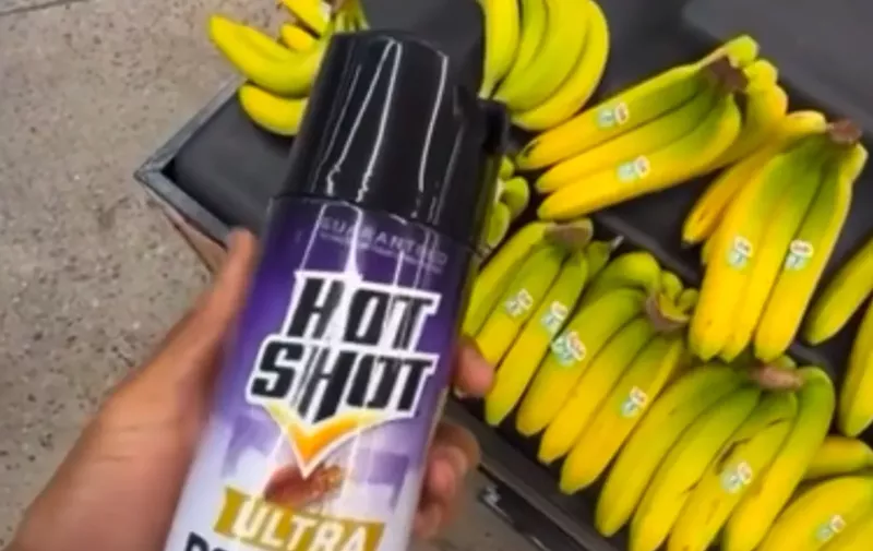 Image: a hand holds bug spray over a rack of bananas at a store