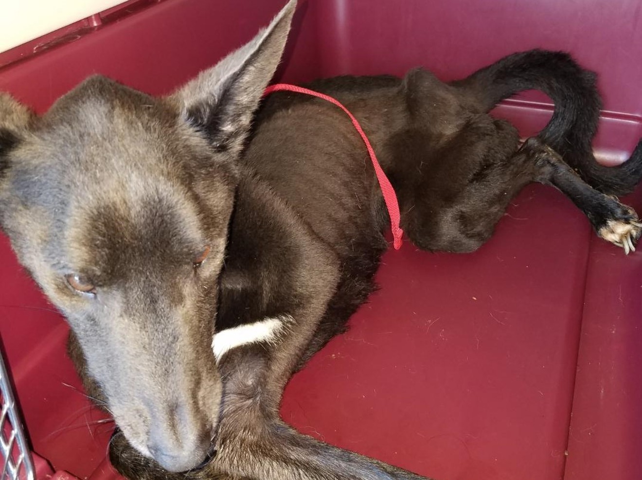 MCSO says this dog, one of the 52 seized from Shelter Paws in 2018, died soon after it was rescued by deputies.