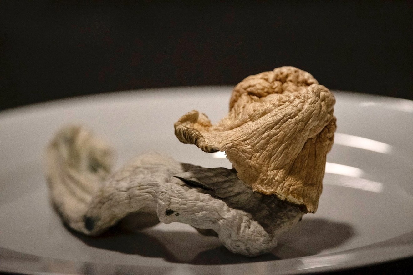 A psilocybin mushroom displayed during a growing competition in Denver last November. Arizona lawmakers are considering legalizing psilocybin for therapeutic use, which Colorado voters did in 2022.