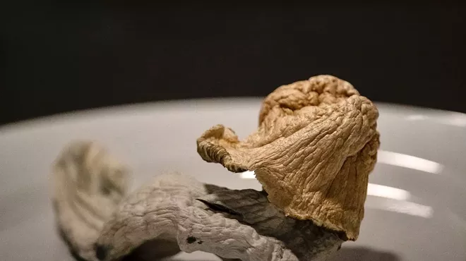 psilocybin mushroom
