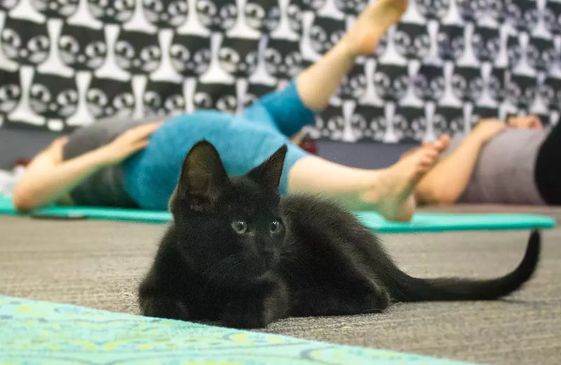 Image: Smart kitty, letting people do all the heavy lifting.