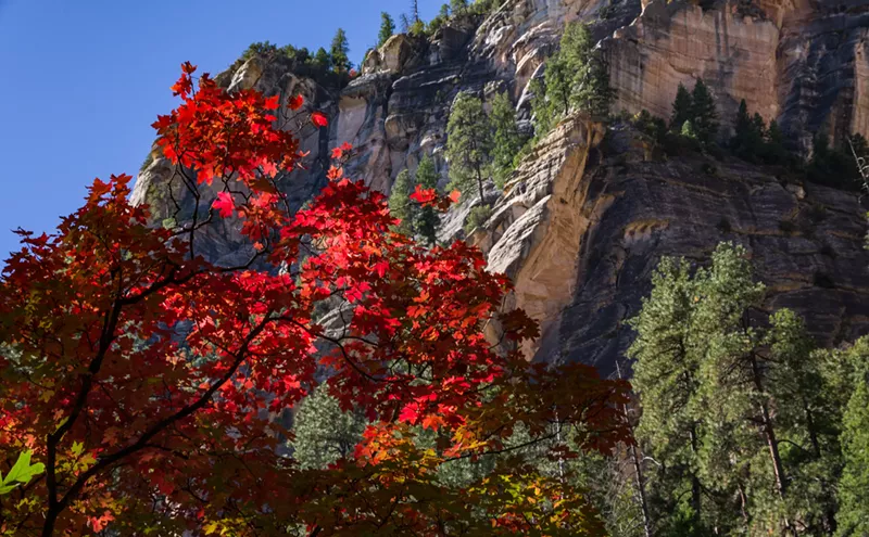 Image: New Arizona fall foliage map shows when, where to see changing leaves