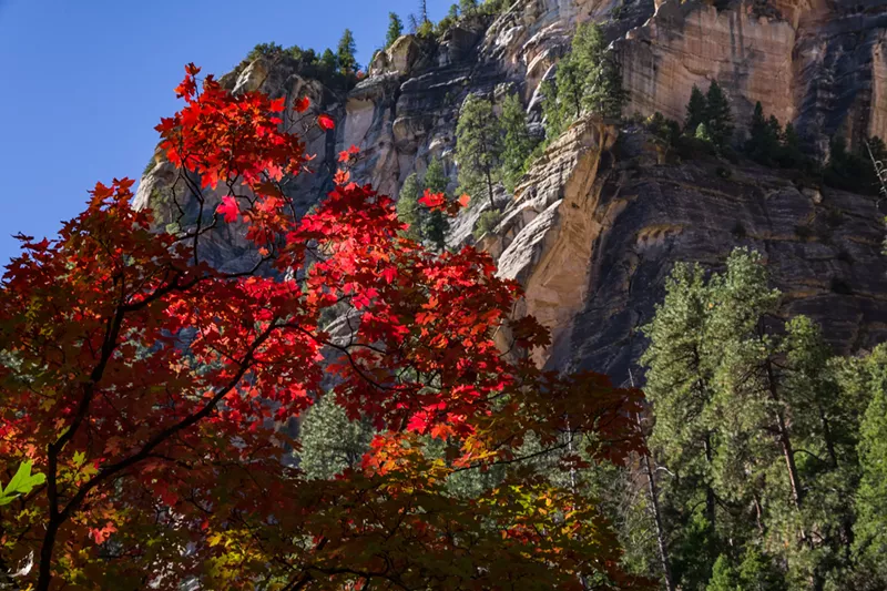 Image: a tree with red leaves in front of a southwestern mountain
