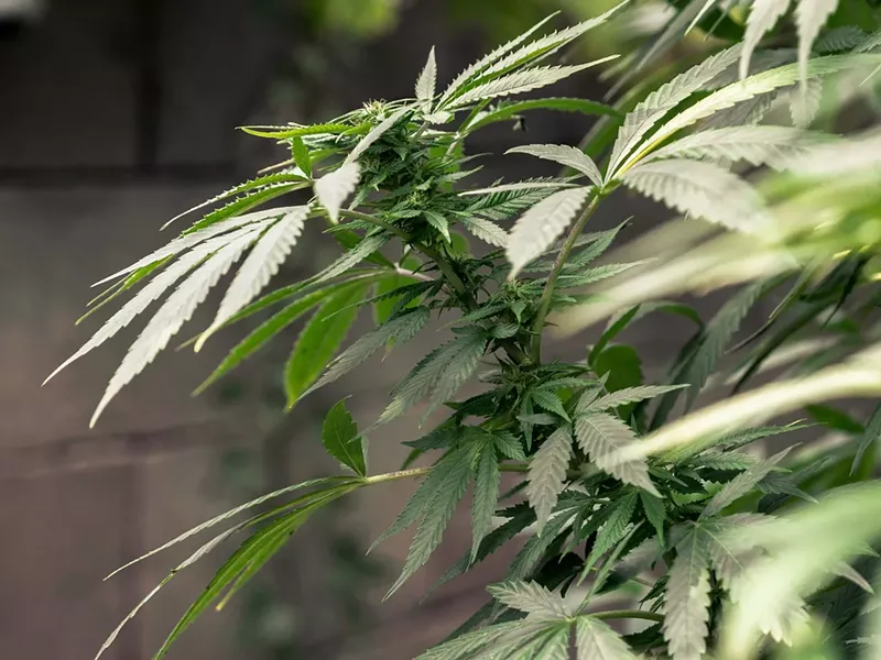 Image: If one cannabis industry group gets its way, it will have a competing initiative for recreational marijuana on the 2020 ballot.