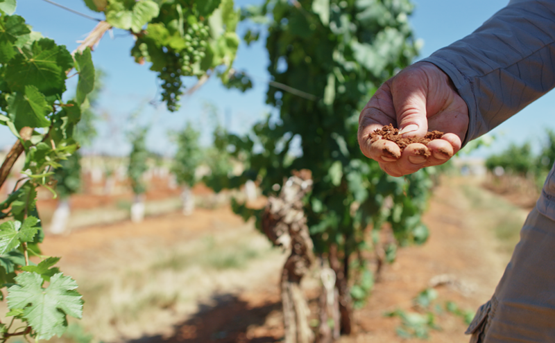 Image: New film explores the world of Arizona wine. Here's how to watch