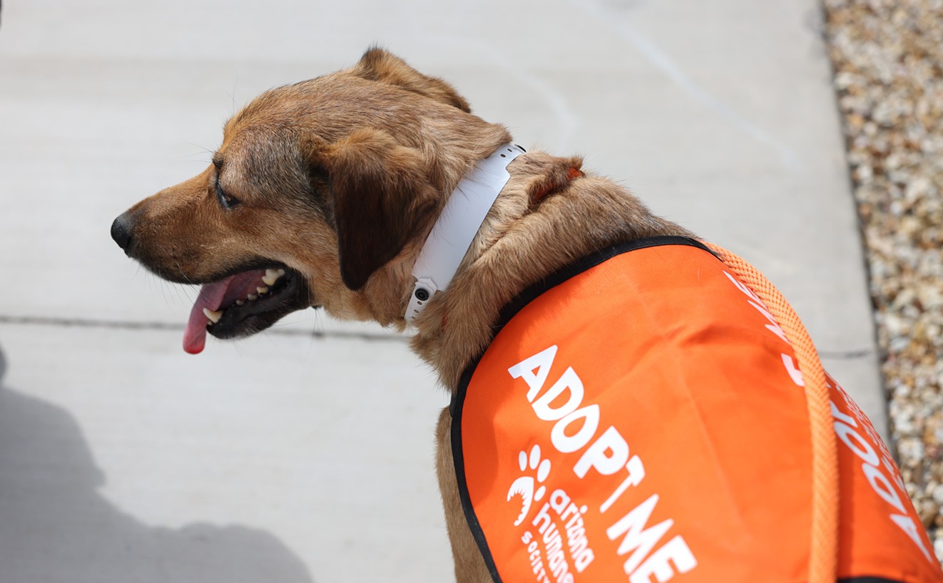 Arizona Humane Society introduces dog field trips to increase adoptions