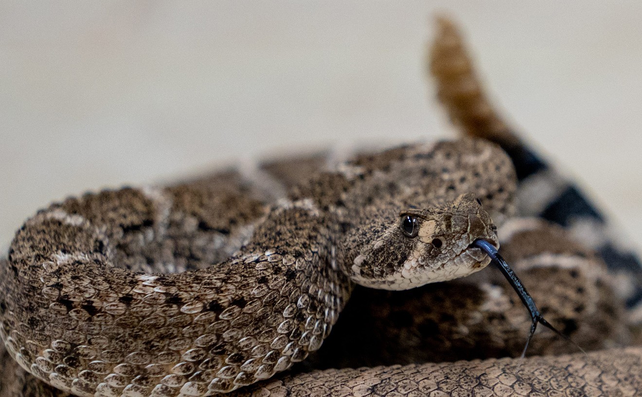 As Arizona shifts into warmer weather, beware of rattlesnakes, experts say