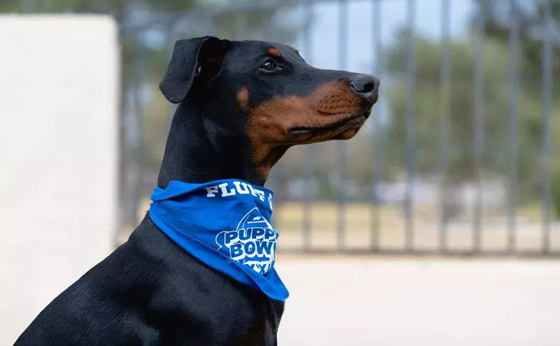 Image: Doberman Pinscher Felicity joins Arizona puppies at 2025 Puppy Bowl