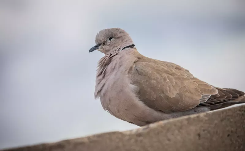 Image: Birds keep flying into your windows? Here’s why, and what to do