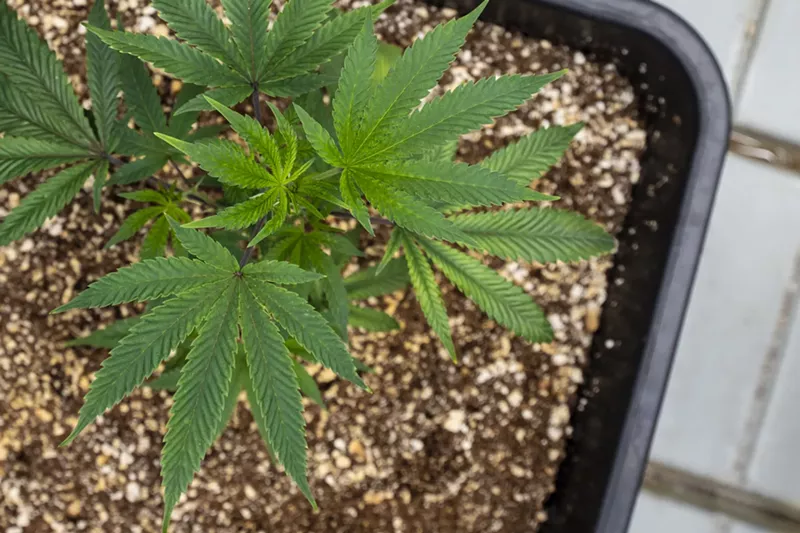 Image: Cannabis clones