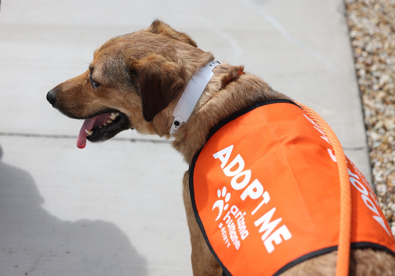 Tiffany models the “Adopt Me” vest that dogs out on field trips wear to help them gain more exposure.