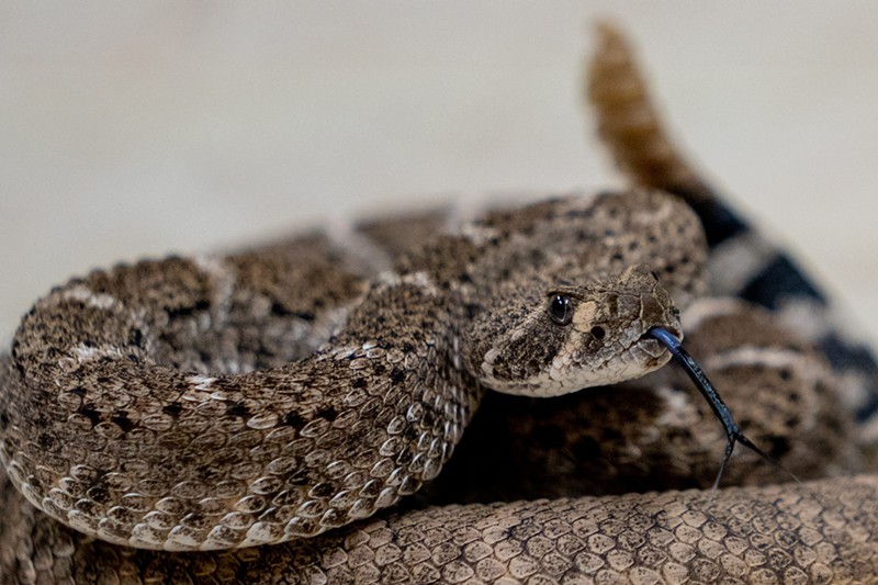 A western diamondback rattlesnake tastes the air at the Phoenix Herpetological Sanctuary. Hikers and adventurers should be aware of increased encounters between humans and rattlesnakes as temperatures climb.