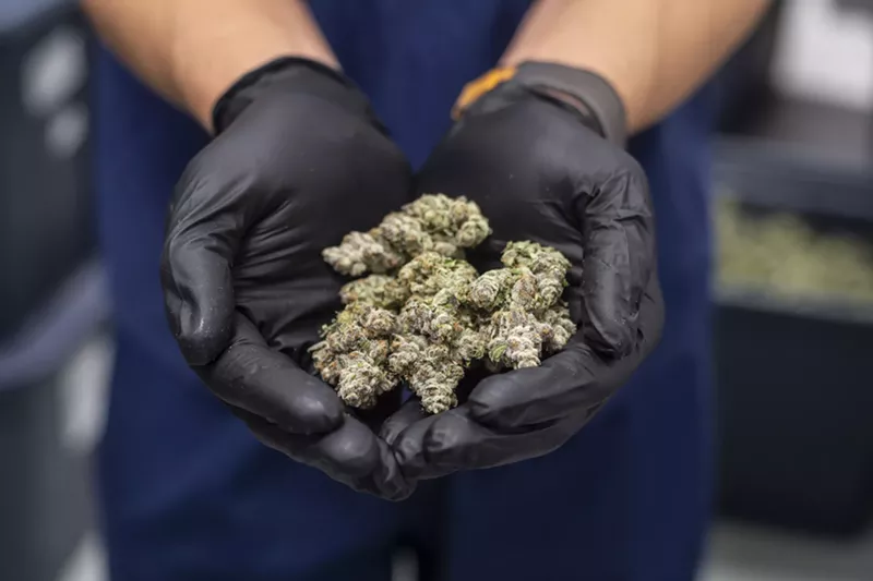 Image: Dried cannabis nuggs