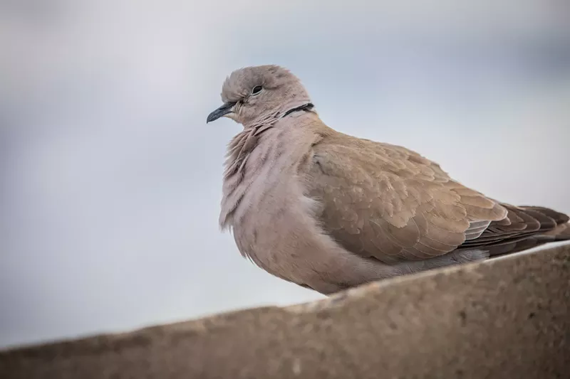 Image: a pigeon