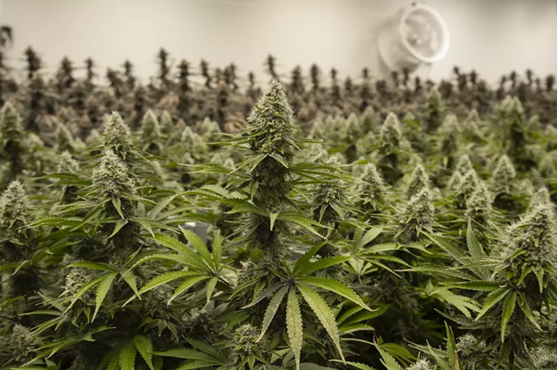 Image: A marijuana grow room